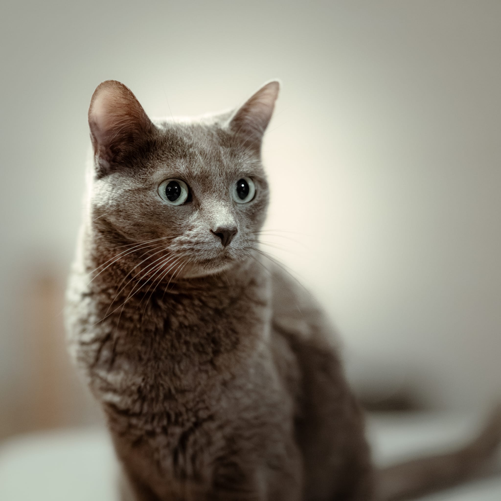 Navi